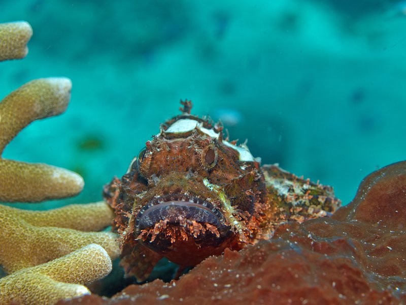 Scorpion Fish, Frogfish Point
